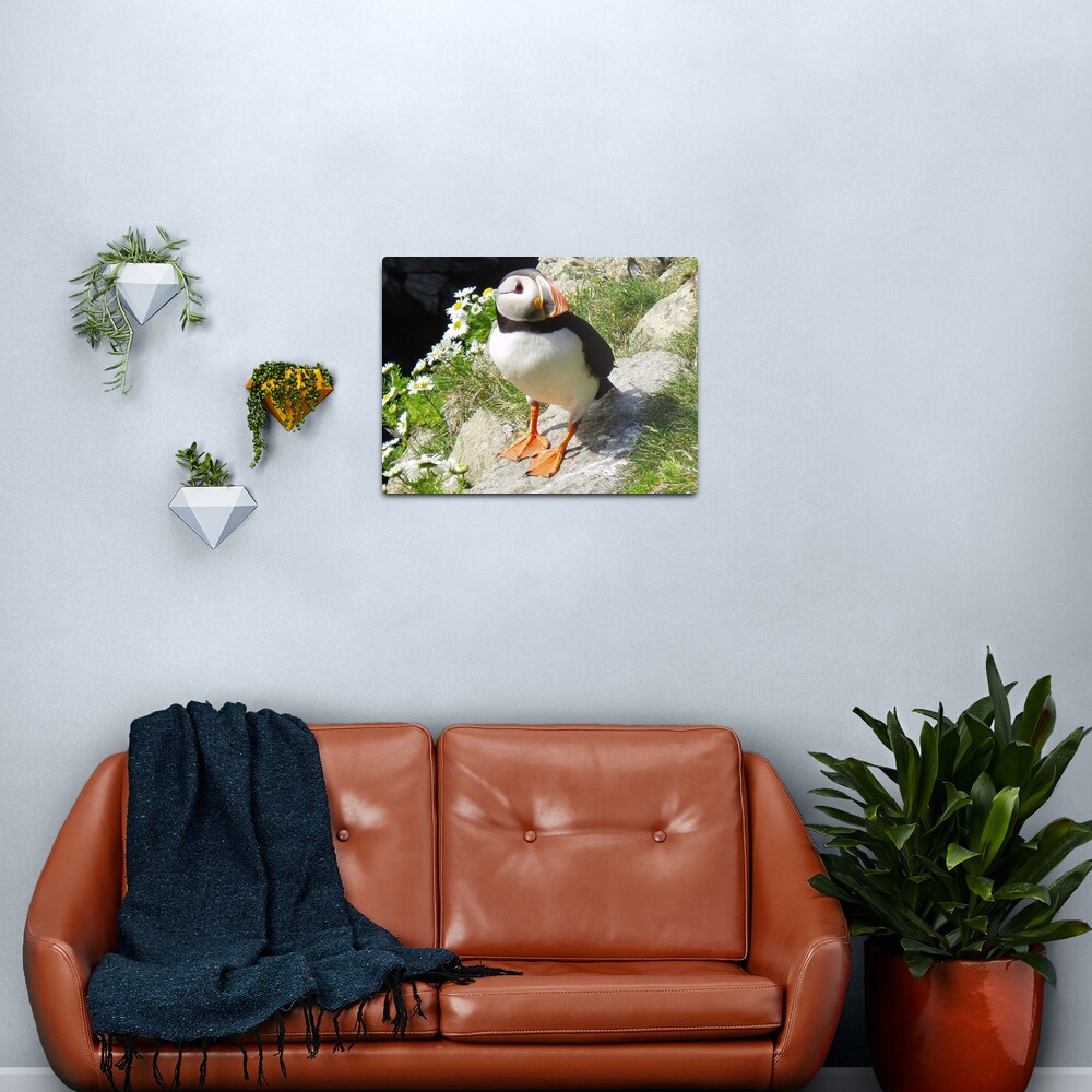 Puffin 5 Metal Print
