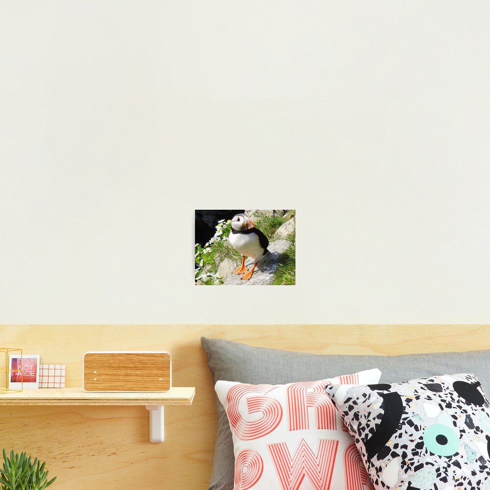 Puffin 5 Photographic Print