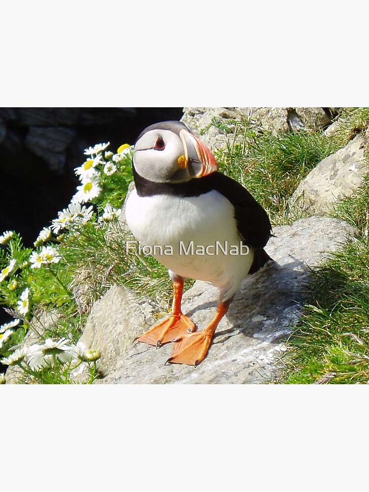 Puffin 5 by orcadia