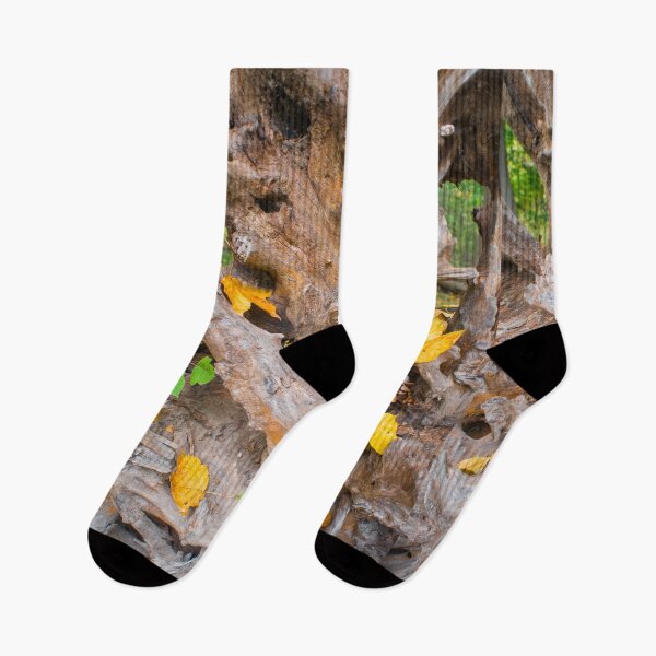 Item preview, A Portrait of Tree Roots in Autumn designed and sold by Bill Spengler's Photographic Thoughts.