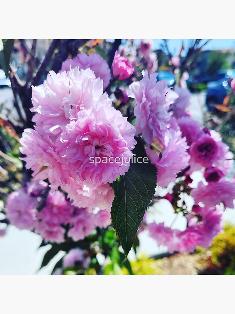 "Calabasas Flowers" Sticker for Sale by spacejuiice Redbubble