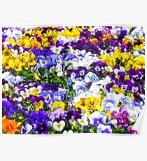 Pansies Pansies Pansies Poster