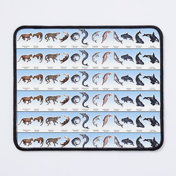 Item preview, Evolution of an Orca (Linear) designed and sold by Phoenix of Starlight.