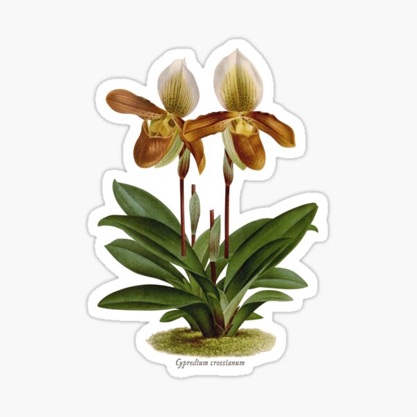 Cyripedium crossianum old plate Pegatina