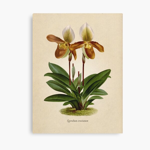 Cyripedium crossianum old plate Lienzo