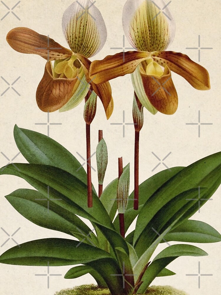Cyripedium crossianum old plate de bibliotee