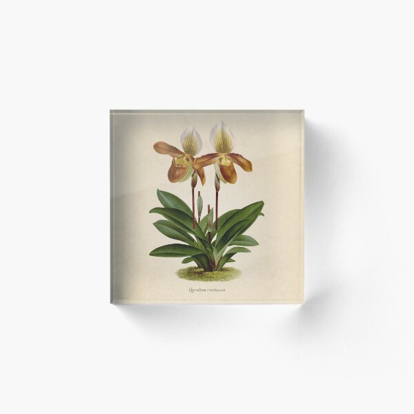 Cyripedium crossianum old plate Acrylic Block