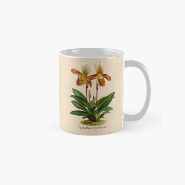 Cyripedium crossianum old plate Taza clásica