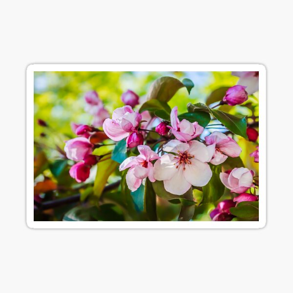 Item preview, Pink apple blossom designed and sold by Svetlana Korneliuk.