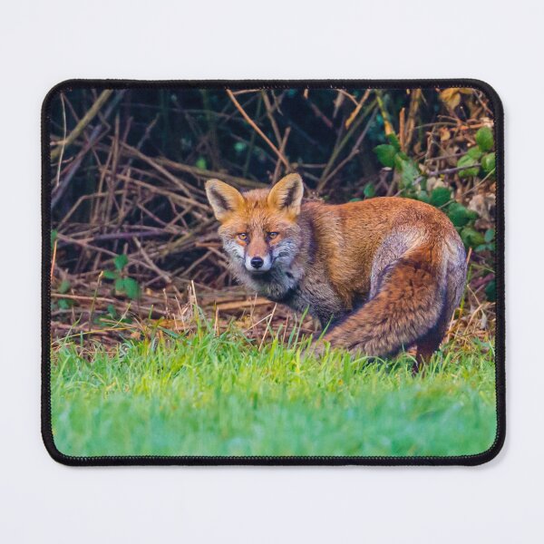 Item preview, Curious Red Fox designed and sold by Dalyndigital Photography.