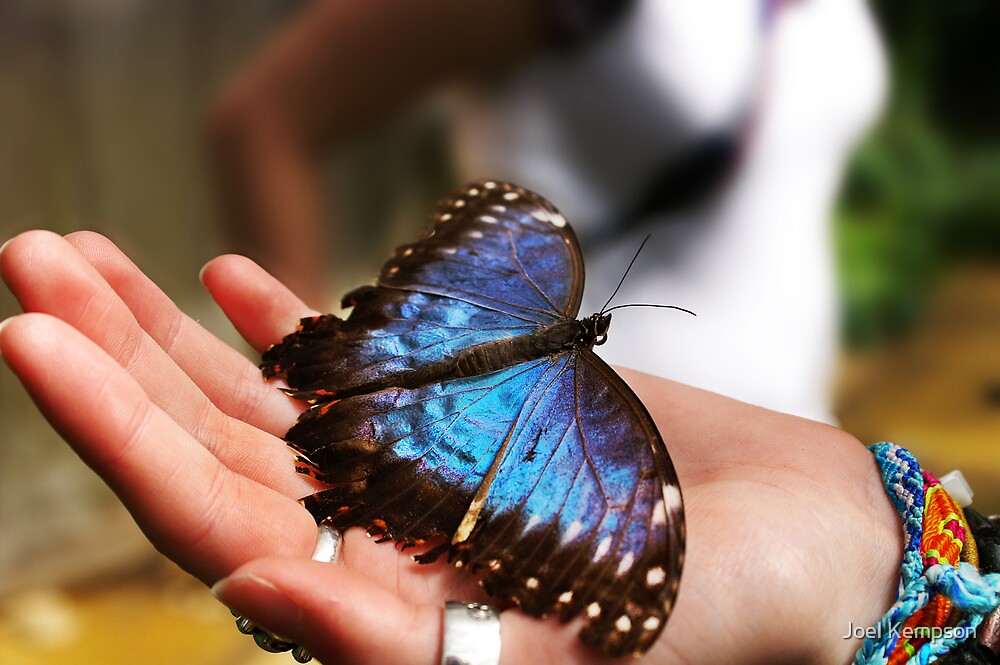 Butterfly Sitting On My Hand