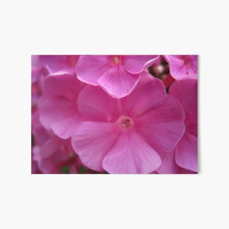 Pink passion Art Board Print