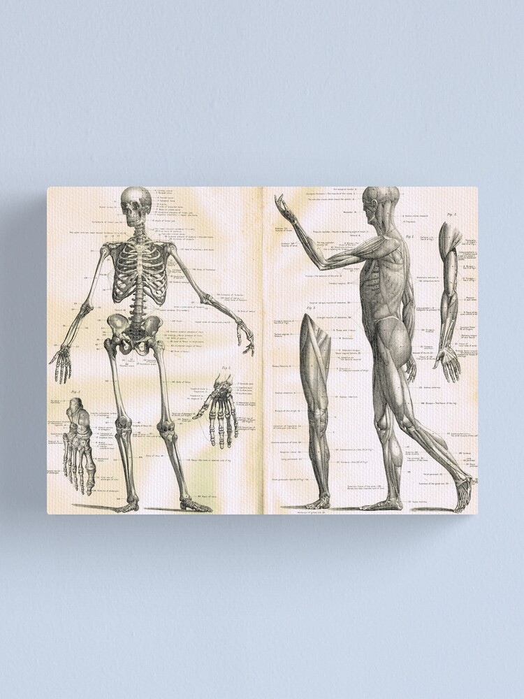 Alternate view of 19th century anatomy illustration parts of a human skeleton Canvas Print