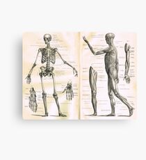 Anatomieabbildungsteile des 19. Jahrhunderts eines menschlichen Skeletts Leinwanddruck