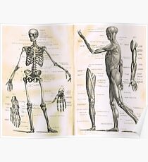 Anatomieabbildungsteile des 19. Jahrhunderts eines menschlichen Skeletts Poster