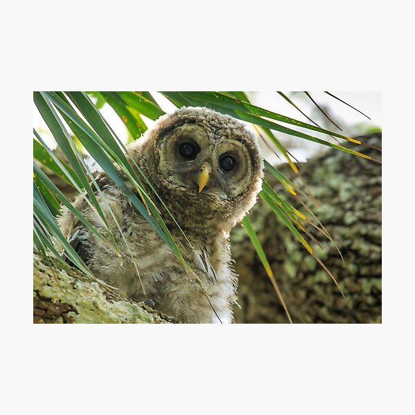 Barred Owl Photographic Print