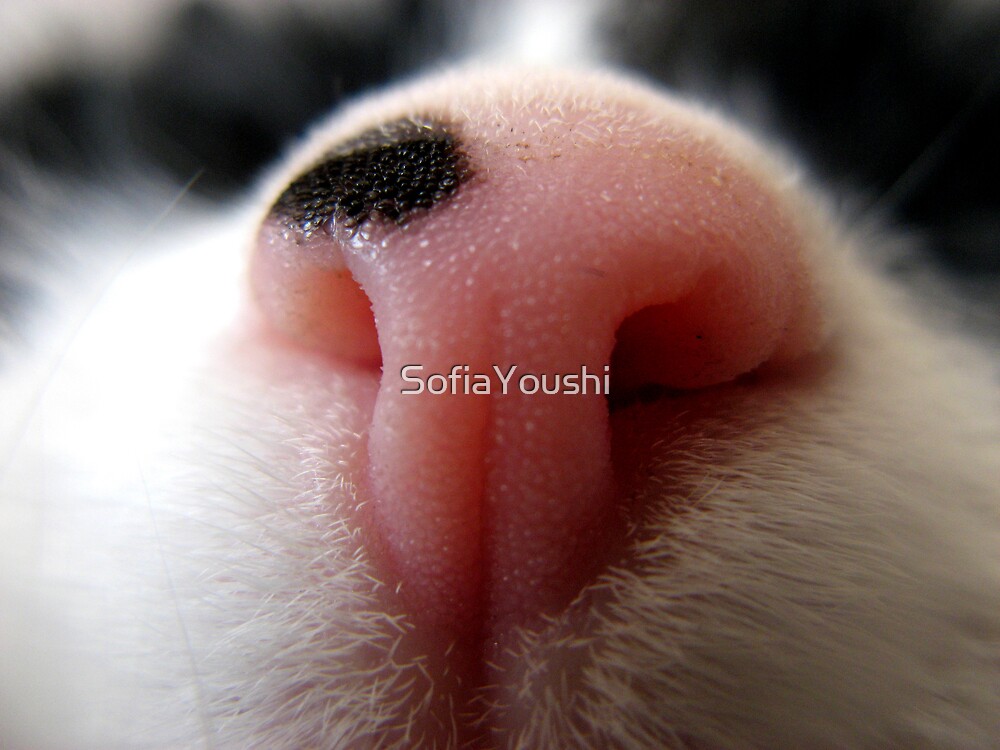Кошка ест нос. Розовый нос. Нос кошки.