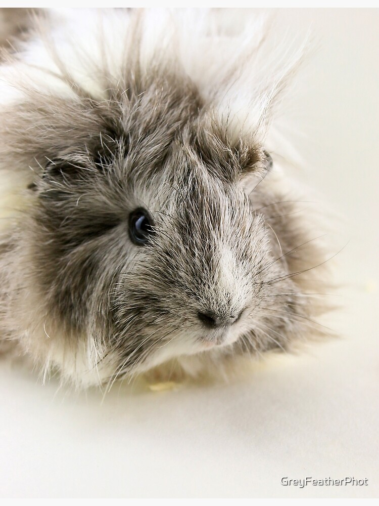Long Haired Guinea Pig Ii Greeting Card By Greyfeatherphot