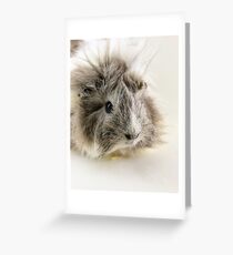 Long Haired Guinea Pig II Greeting Card