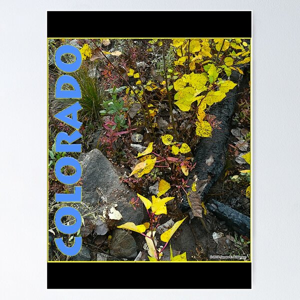 Item preview, Colorado Aspen Anew  designed and sold by bachdongphuong4.