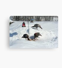 Wild turkeys Metal Print