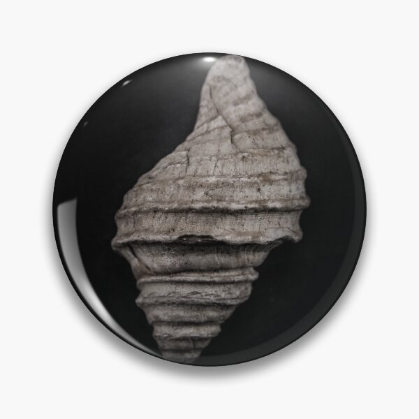 Item preview, Shells No 10 Color Version designed and sold by The Learning Curve Photography.