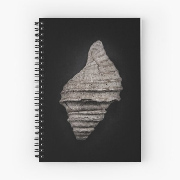 Item preview, Shells No 10 Color Version designed and sold by The Learning Curve Photography.