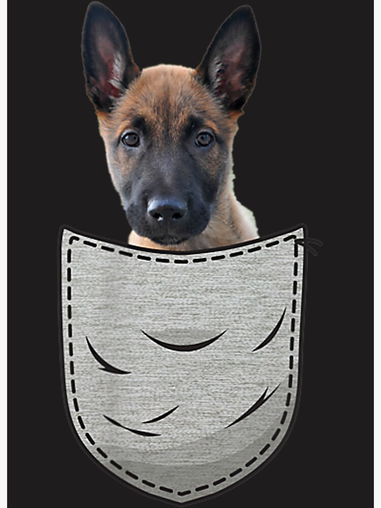 Belgian Malinois Puppy Dog Lovers Mechelaar Pock Art Board Print