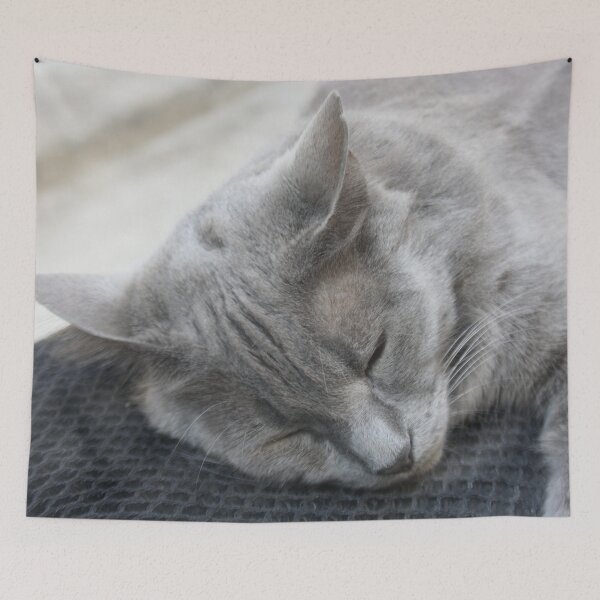 Item preview, Beautiful Grey Cat Sleeping Photograph designed and sold by taiche.