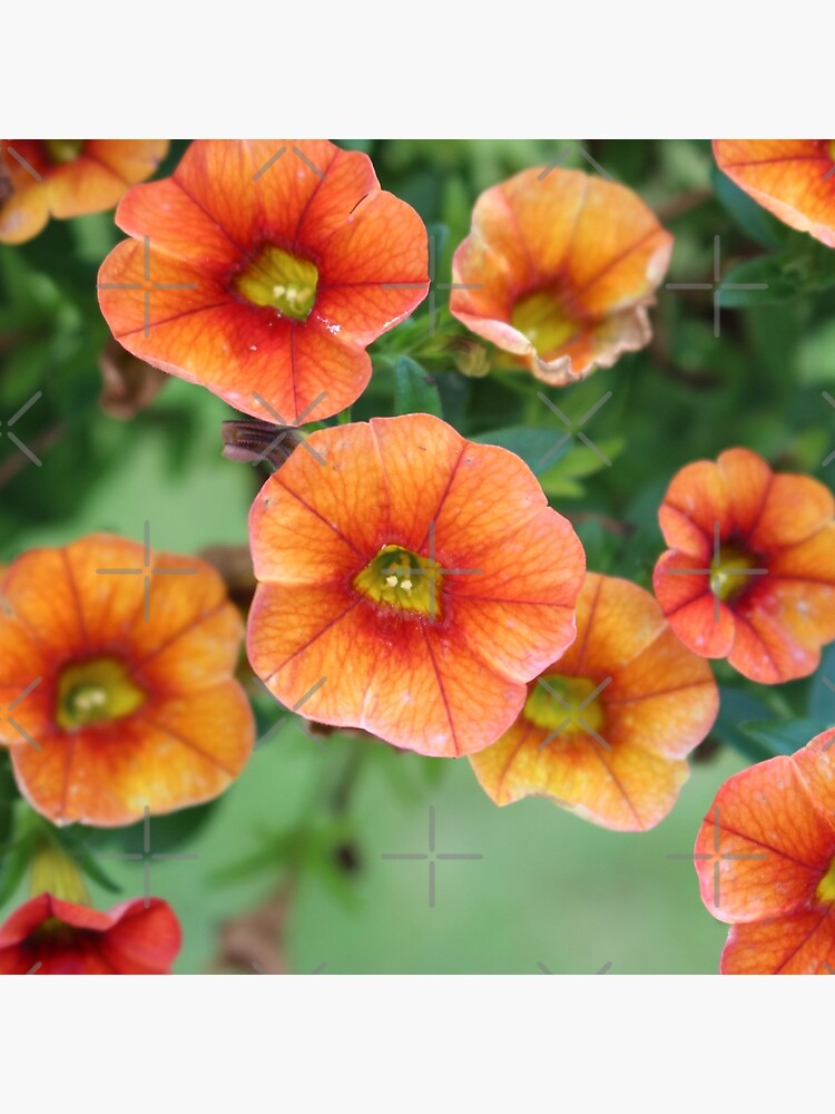 Orange Riot by debfaraday