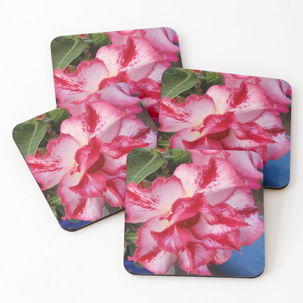 Item preview, Desert Rose, Adenium Obesum. designed and sold by imyournightmare.