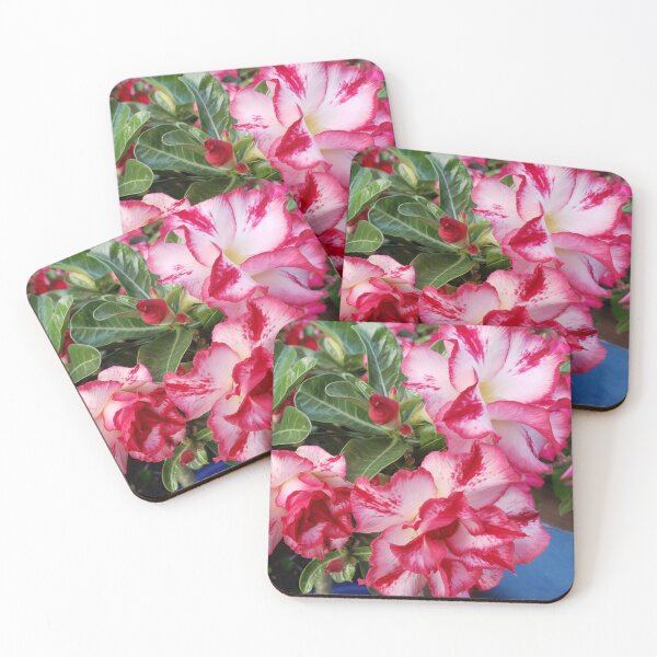 Item preview, Desert Rose, Adenium Obesum. designed and sold by imyournightmare.