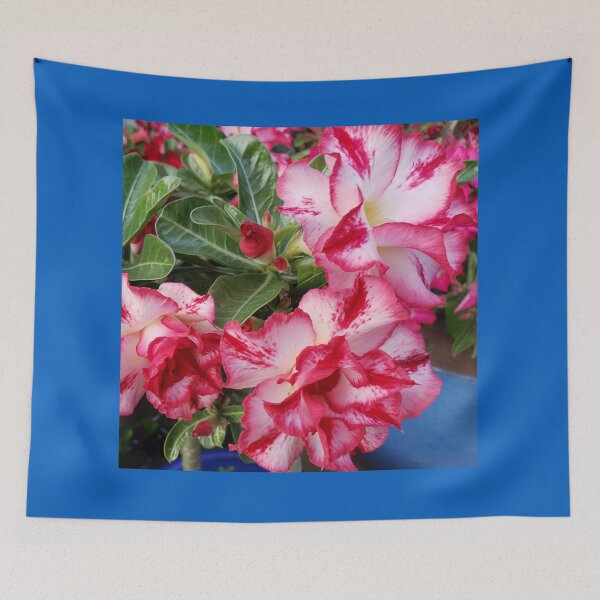 Item preview, Desert Rose, Adenium Obesum. designed and sold by imyournightmare.