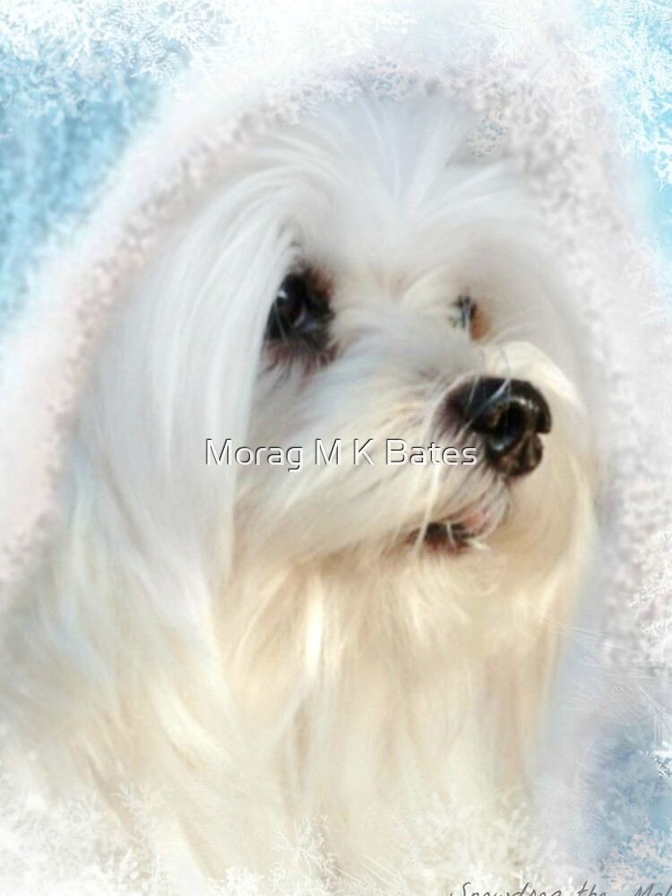 Hermes the Maltese Puppy Tote Bag for Sale by Morag Bates