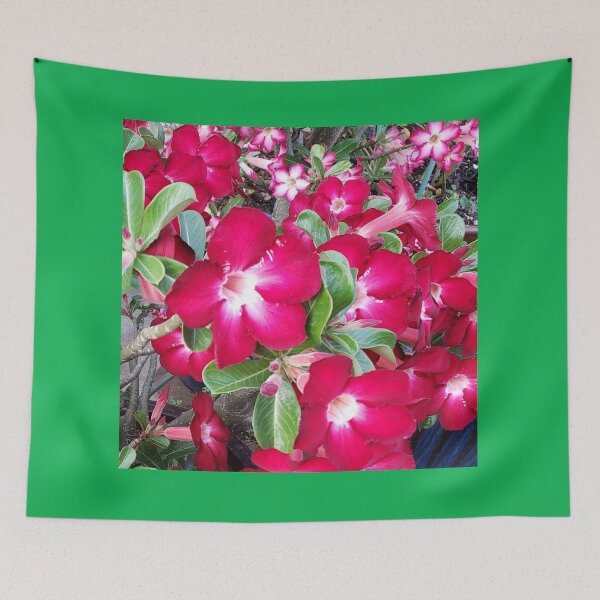 Item preview,  Adenium Obesom, Desert rose flowers.  designed and sold by imyournightmare.