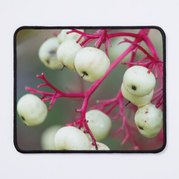 Item preview, White Dogwood Berries designed and sold by Bill Spengler's Photographic Thoughts.