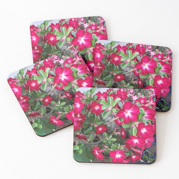 Item preview, Adenium Obesom, Desert rose flowers.  designed and sold by imyournightmare.