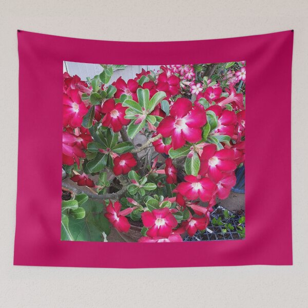 Item preview, Adenium Obesom, Desert rose flowers.  designed and sold by imyournightmare.