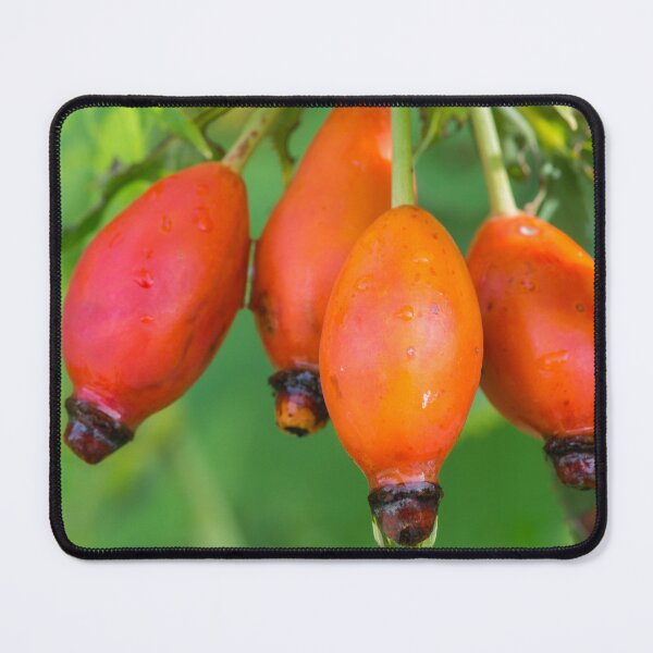 Item preview, Four Dewy Rosehips designed and sold by Bill Spengler's Photographic Thoughts.