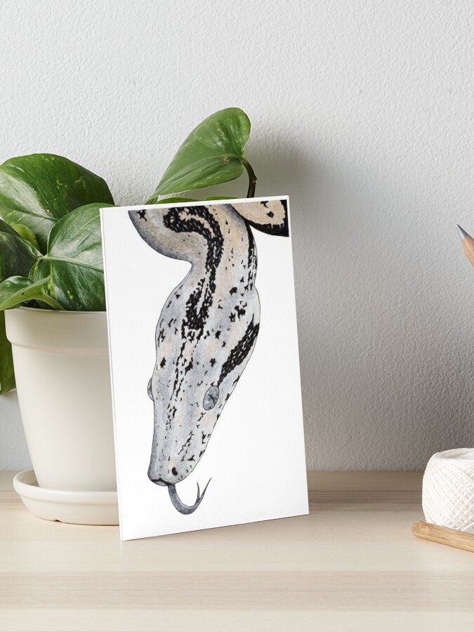 Boa Constrictor Black & White Art Board Print for Sale by porpoisefully