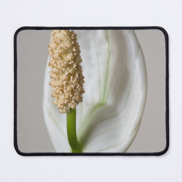 Item preview, A White Peace Lily designed and sold by Bill Spengler's Photographic Thoughts.