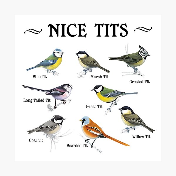 Nice Tits Bird Birds Watching Tit Nature Round Beach Towel