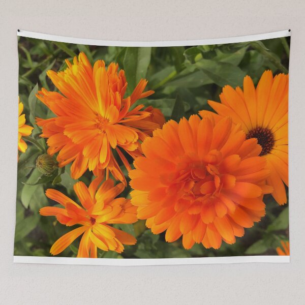 Item preview, Calendula macro designed and sold by Violaman.