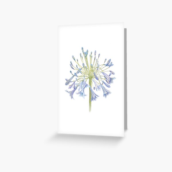 Agapanthus, Pretty Blue Spring Flower Greeting Card