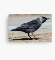 Jackdaw Canvas Print