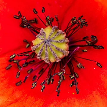 Artwork thumbnail, Red Poppy Centre by John Stoves