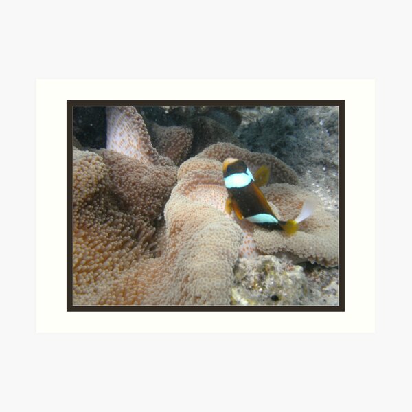 Clownfish Art Print