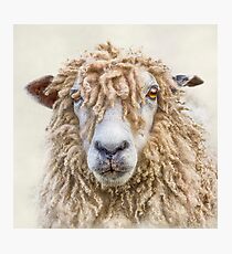 Leicester Longwool Sheep Photographic Print