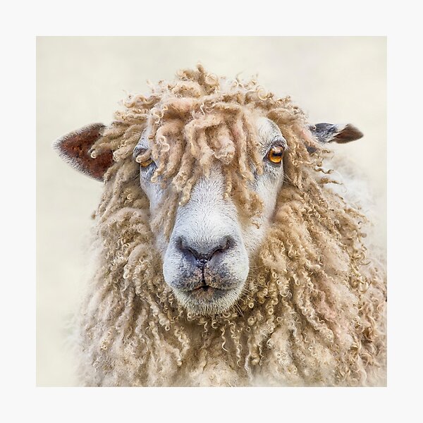 Item preview, Leicester Longwool Sheep designed and sold by Linsey Williams.