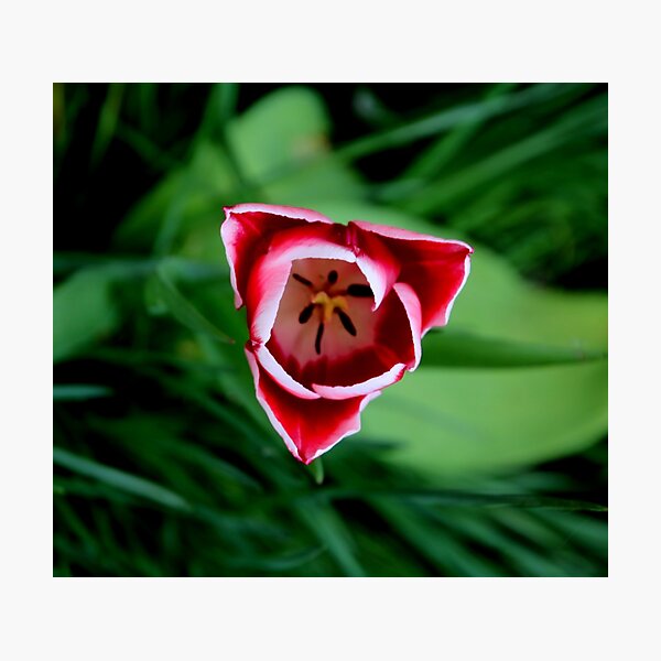 spring has sprung 2017 Photographic Print
